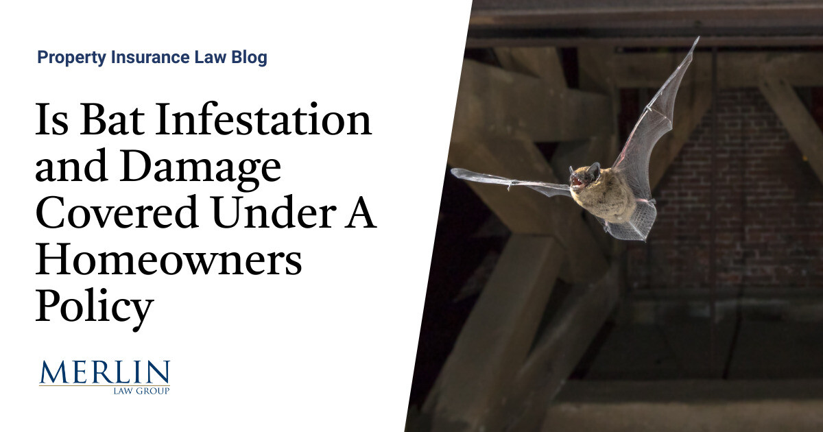 Is Bat Infestation and Damage Covered Under A Homeowners Policy